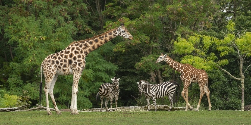 wide-shot-baby-giraffe-near-its-mother-two-zebras-with-green-trees